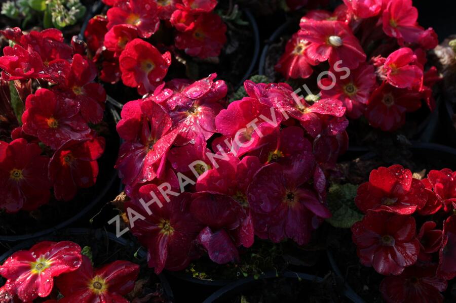 Prvosenka 'Wanda Red' - Primula juliae 'Wanda Red'