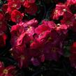 Prvosenka 'Wanda Red' - Primula juliae 'Wanda Red'