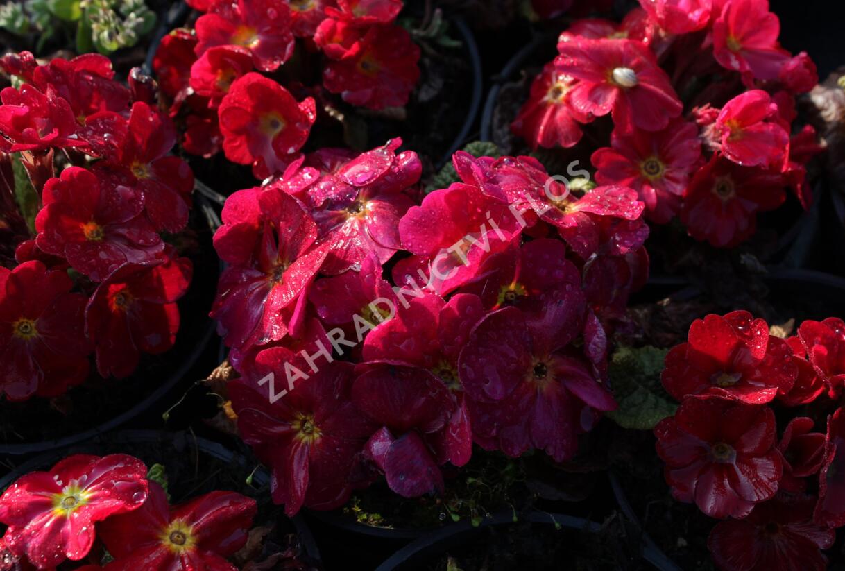 Prvosenka 'Wanda Red' - Primula juliae 'Wanda Red'