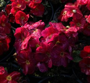 Prvosenka 'Wanda Red' - Primula juliae 'Wanda Red'