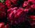 Prvosenka 'Wanda Red'