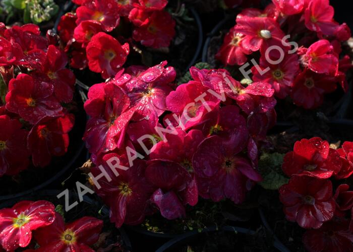 Prvosenka 'Wanda Red' - Primula juliae 'Wanda Red'