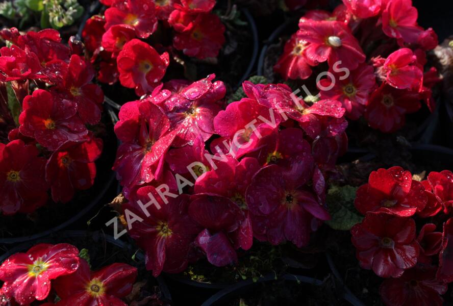 Prvosenka 'Wanda Red' - Primula juliae 'Wanda Red'