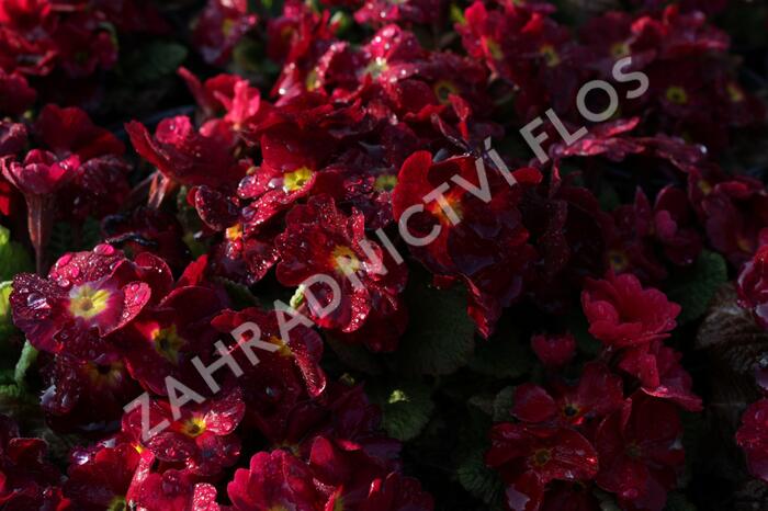 Prvosenka 'Wanda Dark Rose' - Primula juliae 'Wanda Dark Rose'