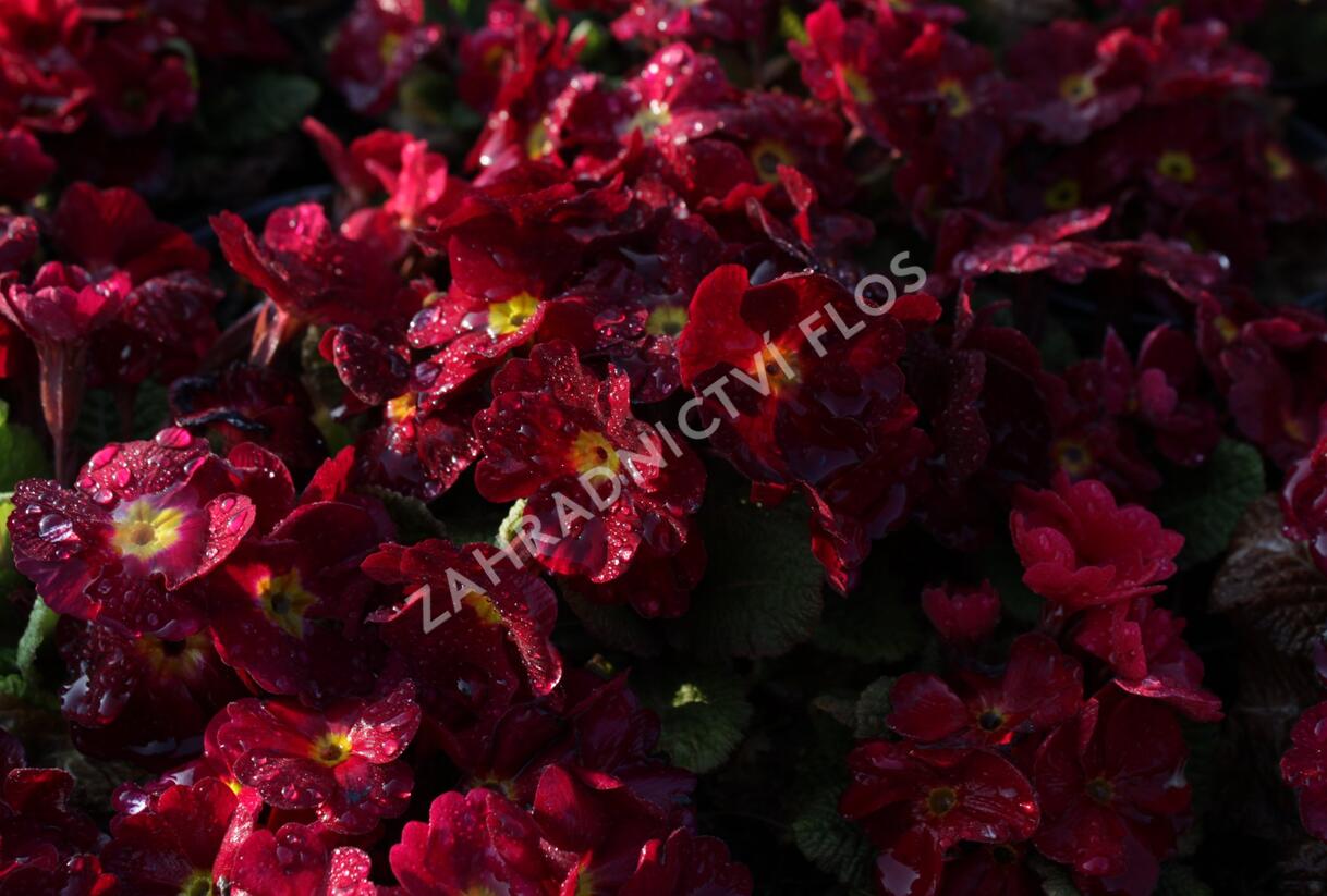 Prvosenka 'Wanda Dark Rose' - Primula juliae 'Wanda Dark Rose'