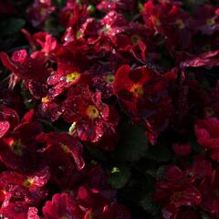 Prvosenka 'Wanda Dark Rose' - Primula juliae 'Wanda Dark Rose'