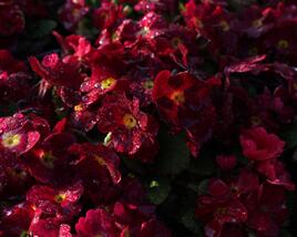 Prvosenka 'Wanda Dark Rose'