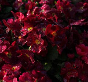 Prvosenka 'Wanda Dark Rose' - Primula juliae 'Wanda Dark Rose'