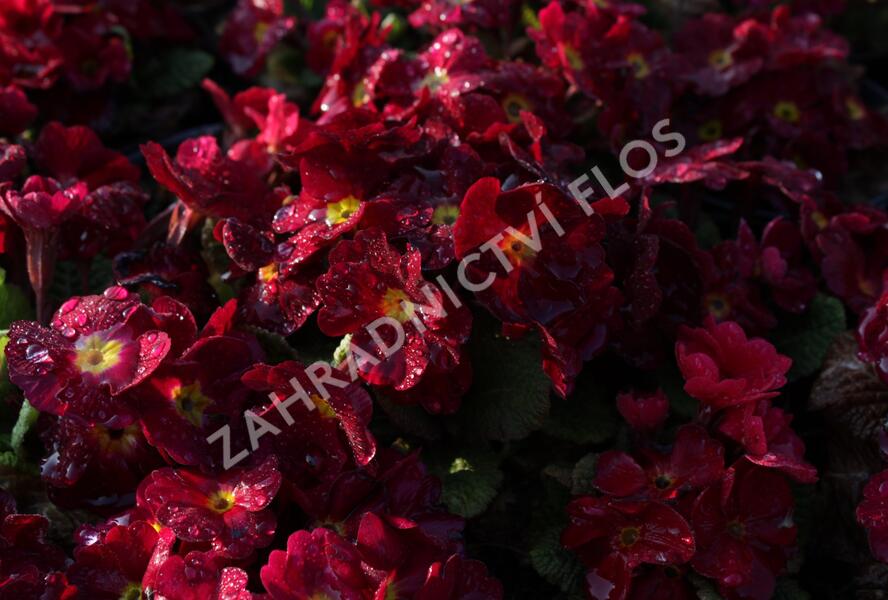 Prvosenka 'Wanda Dark Rose' - Primula juliae 'Wanda Dark Rose'