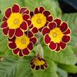 Prvosenka vyšší 'Gold Lace Red' - Primula elatior 'Gold Lace Red'