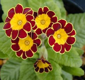 Prvosenka vyšší 'Gold Lace Red' - Primula elatior 'Gold Lace Red'