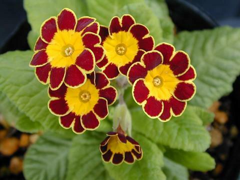Prvosenka vyšší 'Gold Lace Red' - Primula elatior 'Gold Lace Red'