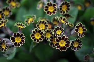 Prvosenka vyšší 'Gold Lace Black' - Primula elatior 'Gold Lace Black'