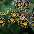 Prvosenka vyšší 'Gold Lace Black' - Primula elatior 'Gold Lace Black'