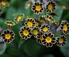 Prvosenka vyšší 'Gold Lace Black' - Primula elatior 'Gold Lace Black'