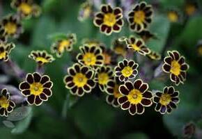 Prvosenka vyšší 'Gold Lace Black' - Primula elatior 'Gold Lace Black'