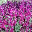 Kapská fuchsie 'Sensation' - Phygelius aequalis 'Sensation'