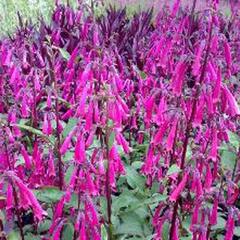 Kapská fuchsie 'Sensation' - Phygelius aequalis 'Sensation'