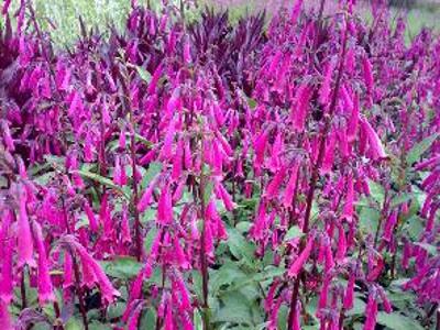 Kapská fuchsie 'Sensation' - Phygelius aequalis 'Sensation'
