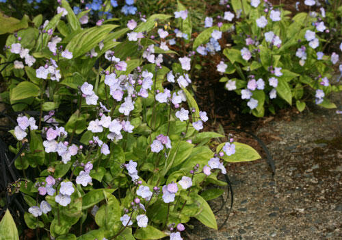 Pupkovec kapadský 'Lilac Mist' - Omphalodes cappadocica 'Lilac Mist'