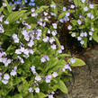 Pupkovec kapadský 'Lilac Mist' - Omphalodes cappadocica 'Lilac Mist'