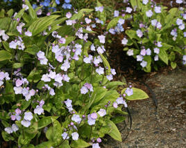 Pupkovec kapadský 'Lilac Mist'