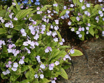 Pupkovec kapadský 'Lilac Mist'