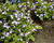 Pupkovec kapadský 'Lilac Mist'
