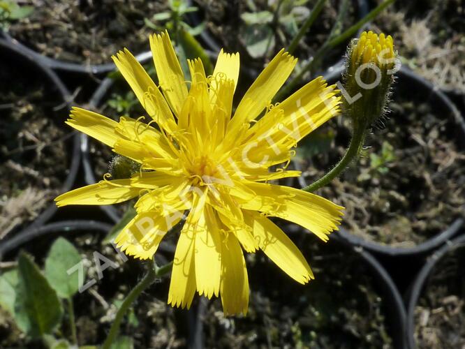 Jestřábník 'Leopard' - Hieracium maculatum 'Leopard'