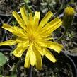 Jestřábník 'Leopard' - Hieracium maculatum 'Leopard'