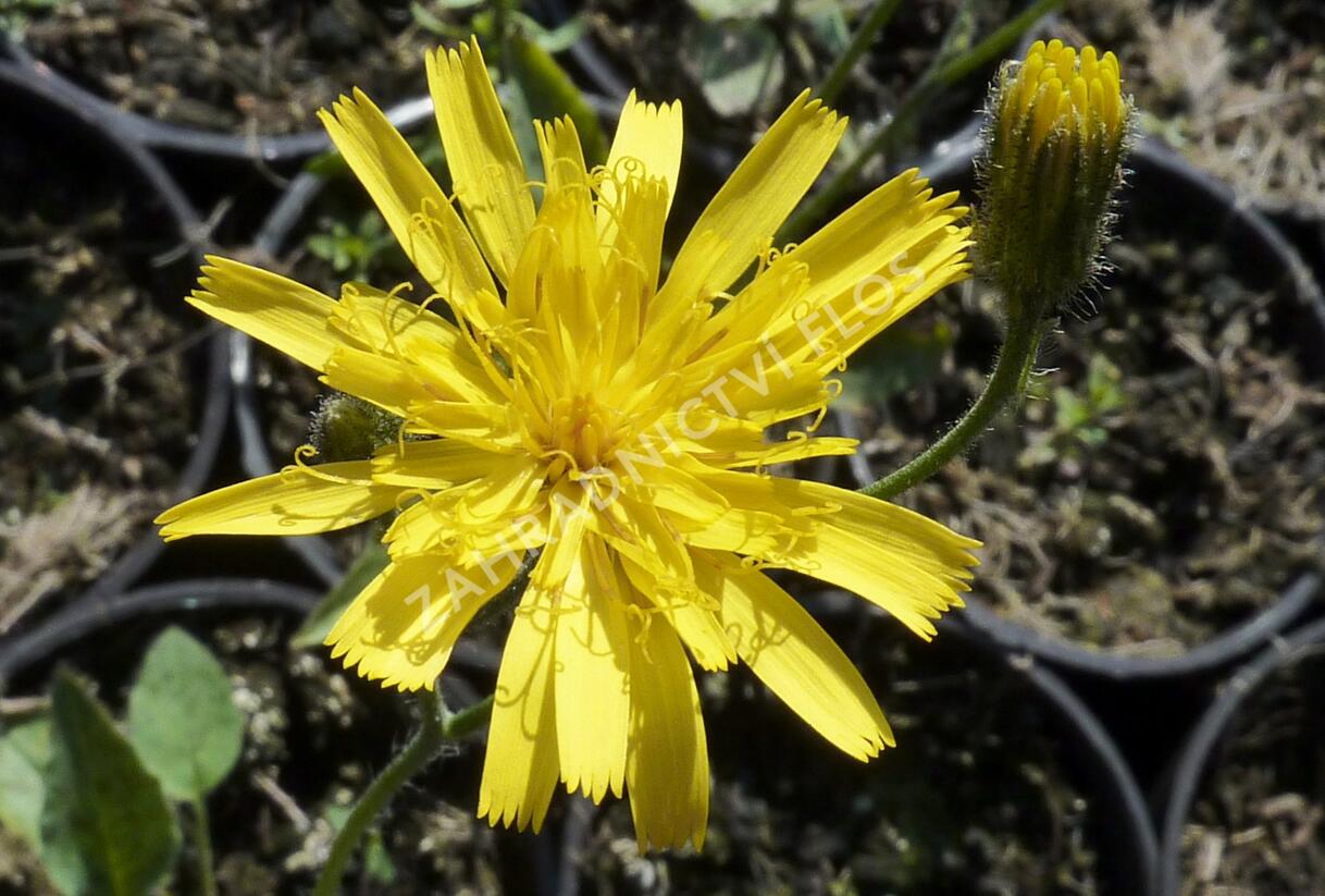 Jestřábník 'Leopard' - Hieracium maculatum 'Leopard'