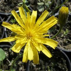 Jestřábník 'Leopard' - Hieracium maculatum 'Leopard'