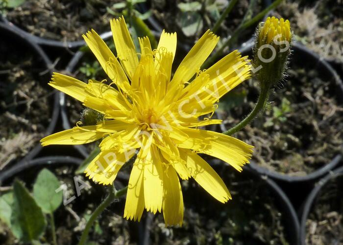 Jestřábník 'Leopard' - Hieracium maculatum 'Leopard'