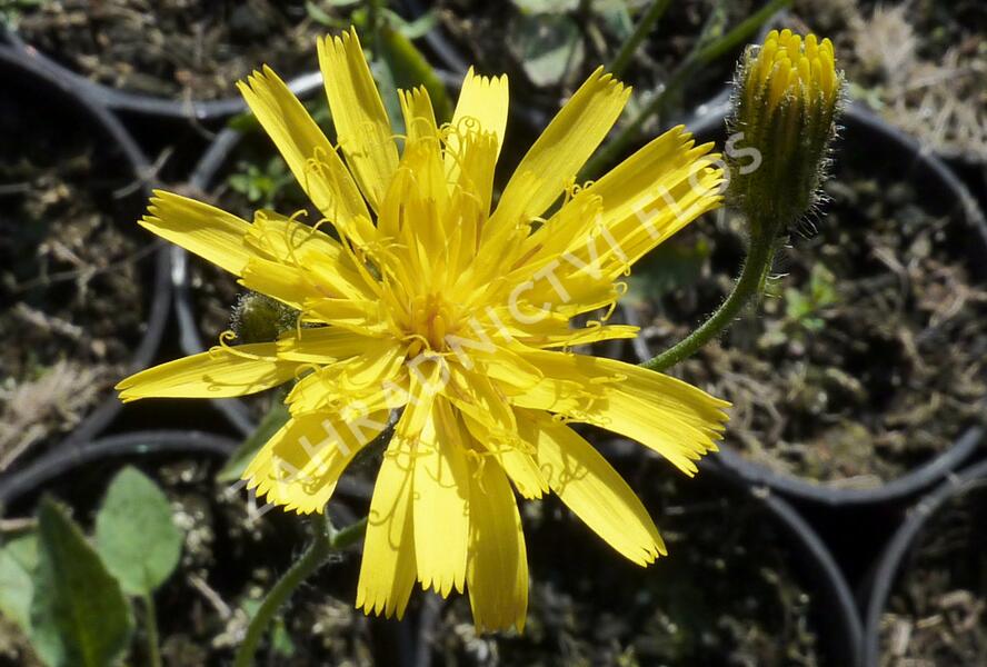Jestřábník 'Leopard' - Hieracium maculatum 'Leopard'