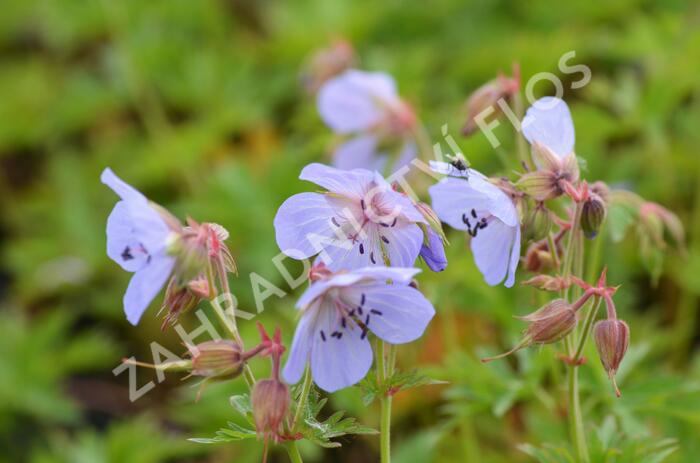 Kakost luční - Geranium pratense