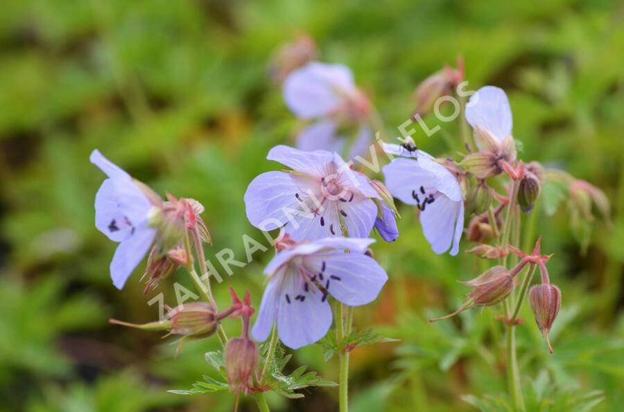 Kakost luční - Geranium pratense