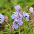 Kakost luční - Geranium pratense