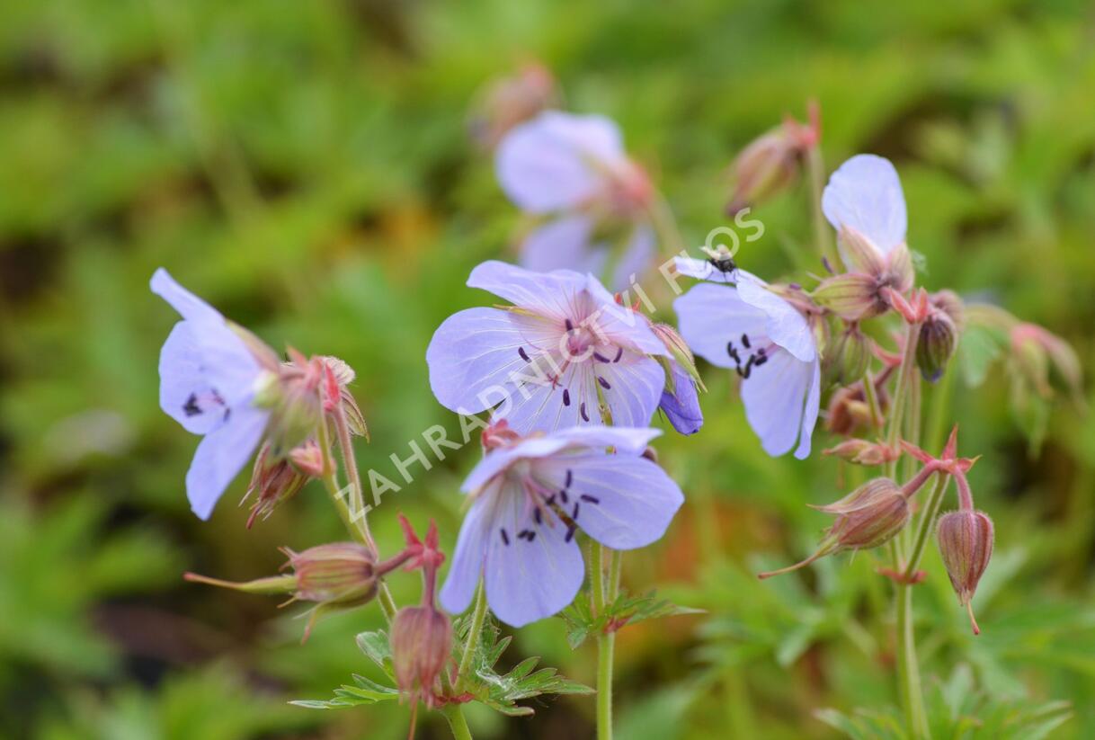 Kakost luční - Geranium pratense