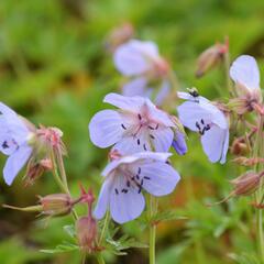 Kakost luční - Geranium pratense