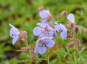 Kakost luční - Geranium pratense