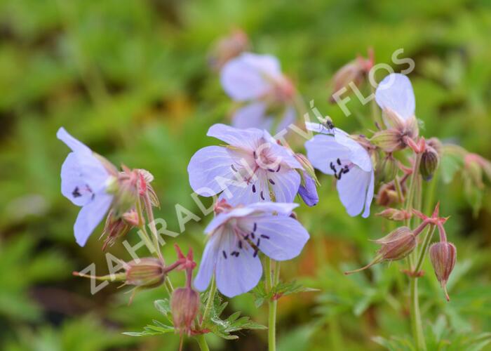 Kakost luční - Geranium pratense