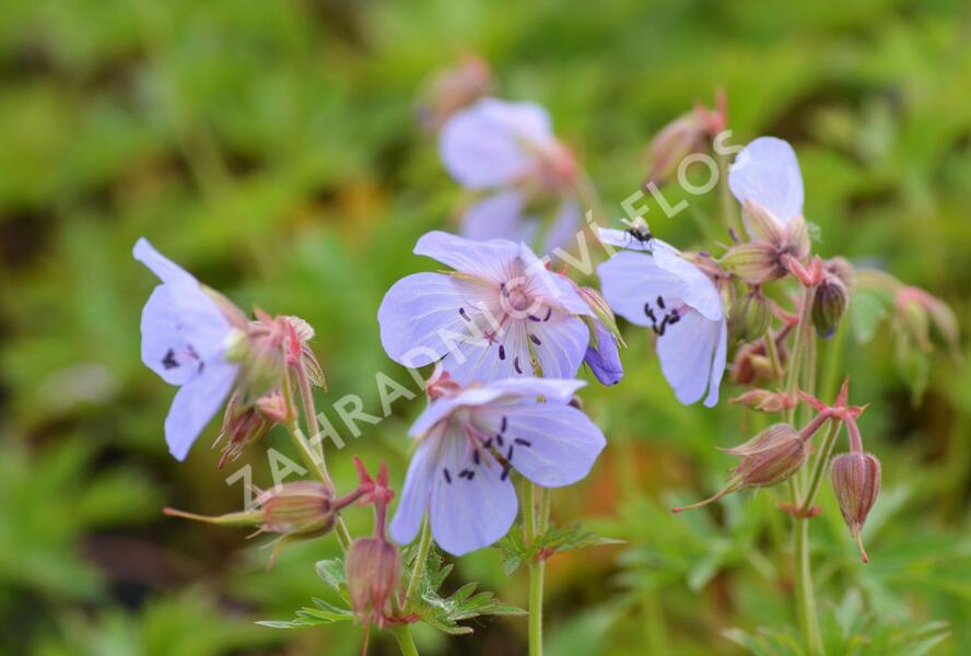 Kakost luční - Geranium pratense