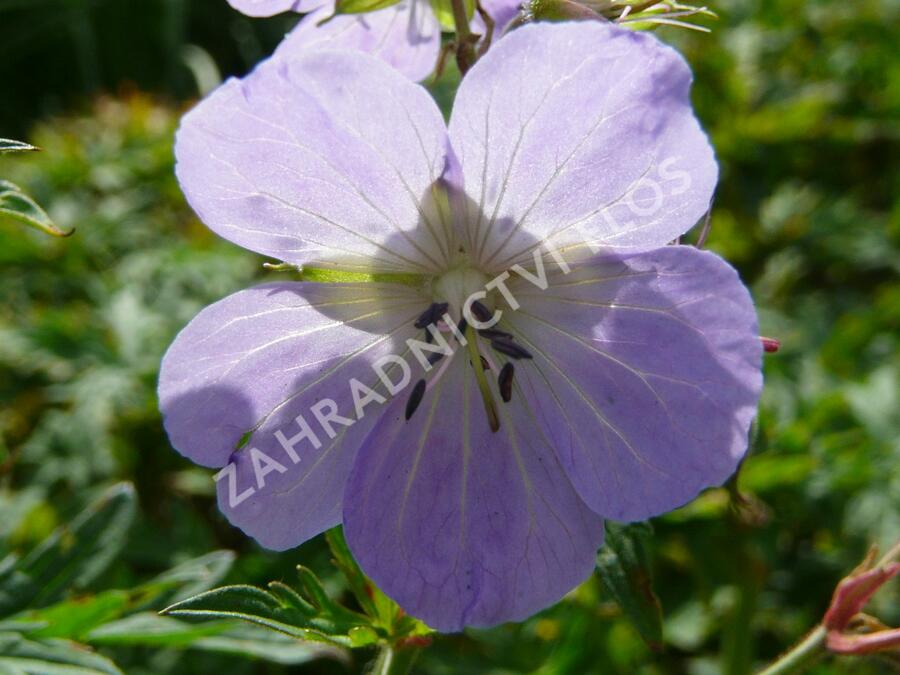 Kakost luční - Geranium pratense
