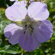 Kakost luční - Geranium pratense