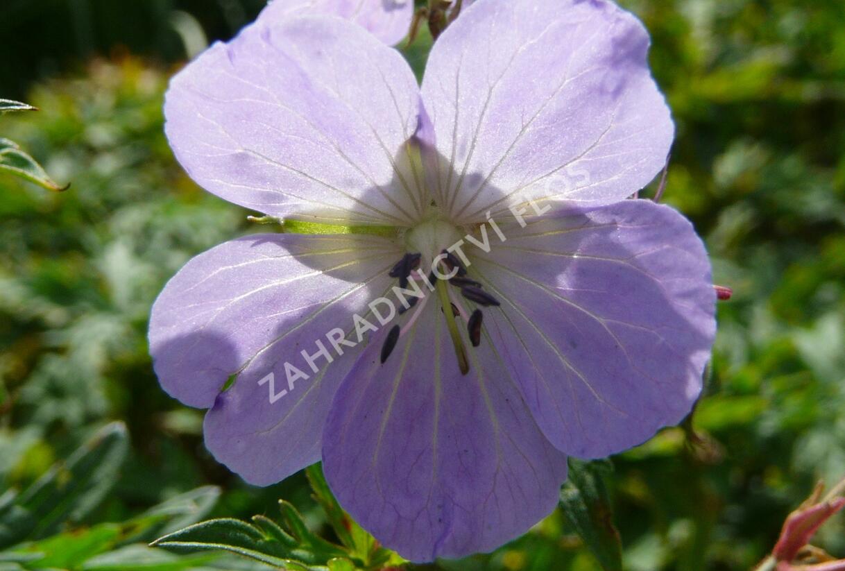 Kakost luční - Geranium pratense