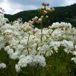 Tužebník obecný 'Plena' - Filipendula vulgaris 'Plena'