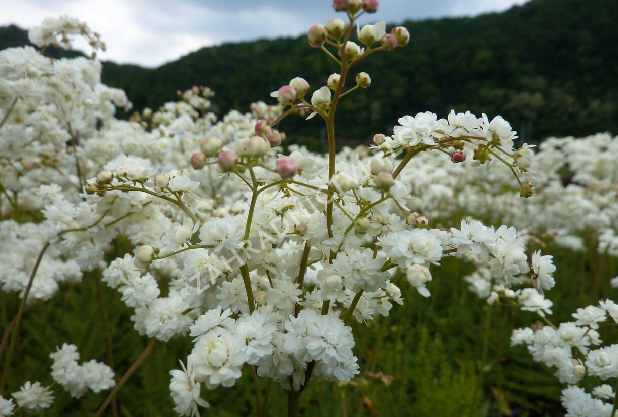 Tužebník obecný 'Plena' - Filipendula vulgaris 'Plena'