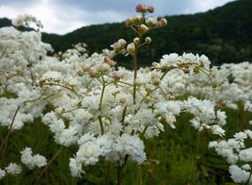 Tužebník obecný 'Plena' - Filipendula vulgaris 'Plena'