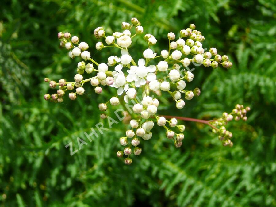 Tužebník obecný 'Plena' - Filipendula vulgaris 'Plena'