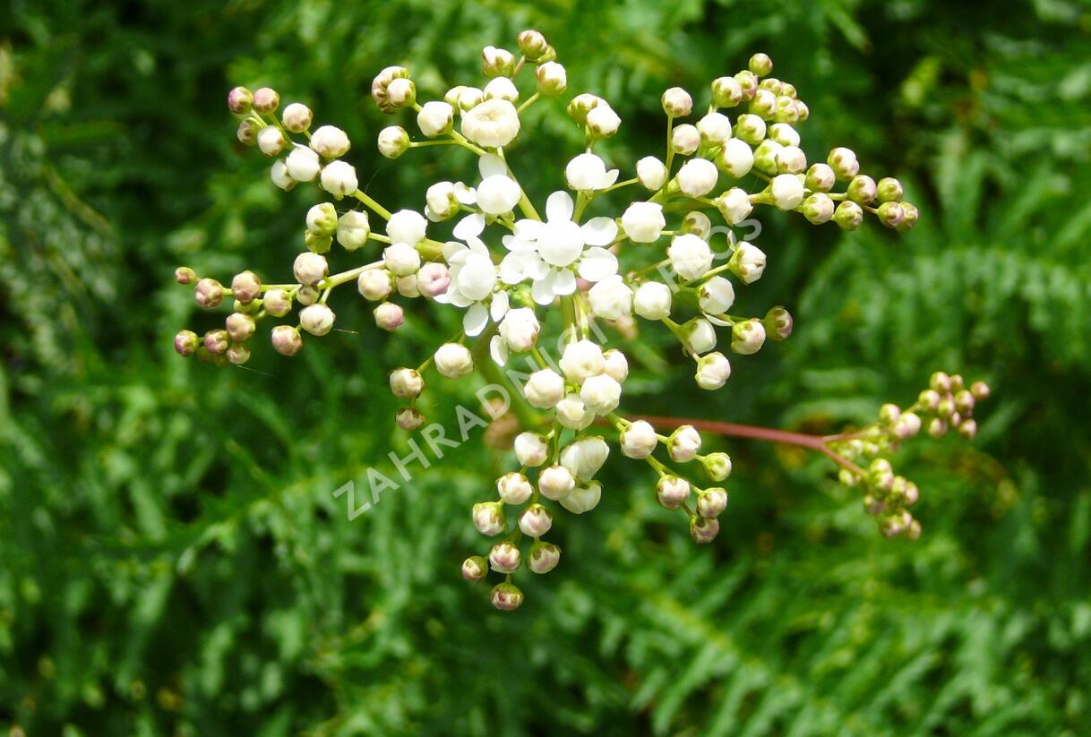Tužebník obecný 'Plena' - Filipendula vulgaris 'Plena'